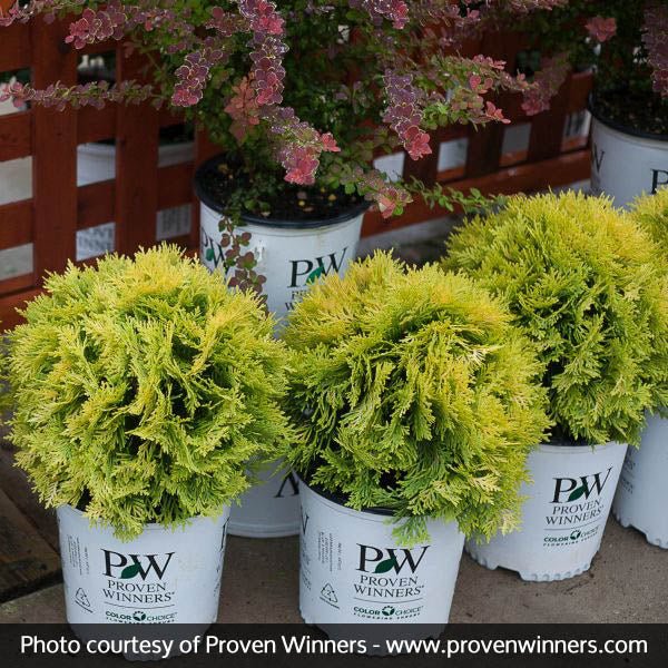 Anna's Magic Ball® Arborvitae - Image 3