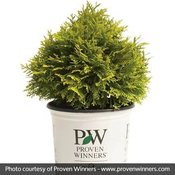 Anna's Magic Ball® Arborvitae - Image 4