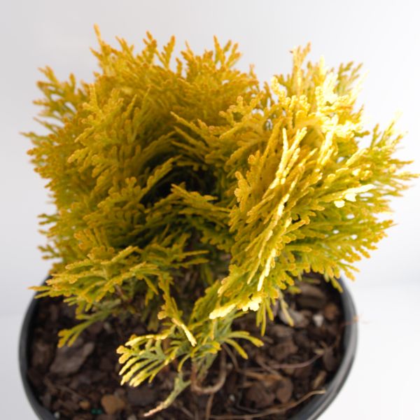 Anna's Magic Ball® Arborvitae - Image 5