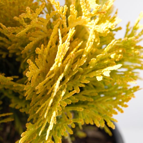 Anna's Magic Ball® Arborvitae - Image 6