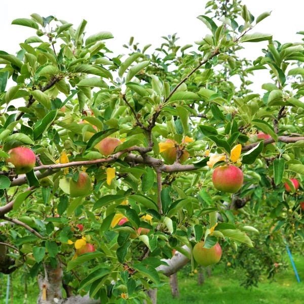 Pink Lady Apple Tree (Cripps Pink Variety) - Image 3
