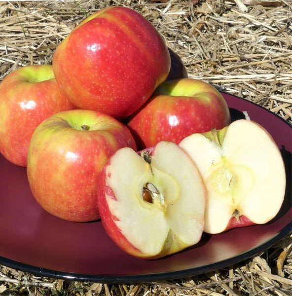 Pink Lady Apple Tree (Cripps Pink Variety) - Image 4