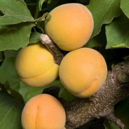 Goldcot Apricot Tree - Image 3