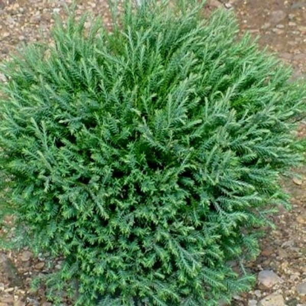 Mr. Bowling Ball® Arborvitae - Image 3