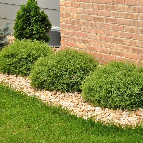Mr. Bowling Ball® Arborvitae - Image 4