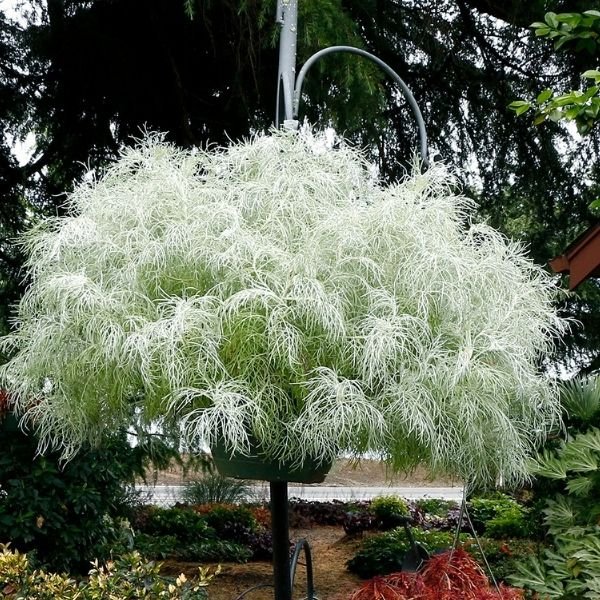 Makana™ Silver Artemisia - Image 3