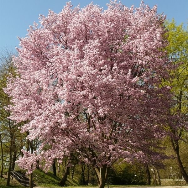 Autumn Blooming Cherry Tree - Image 3
