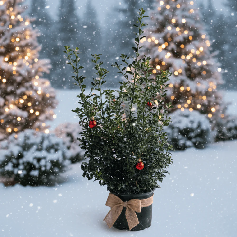 Blue Princess Holly - Image 3