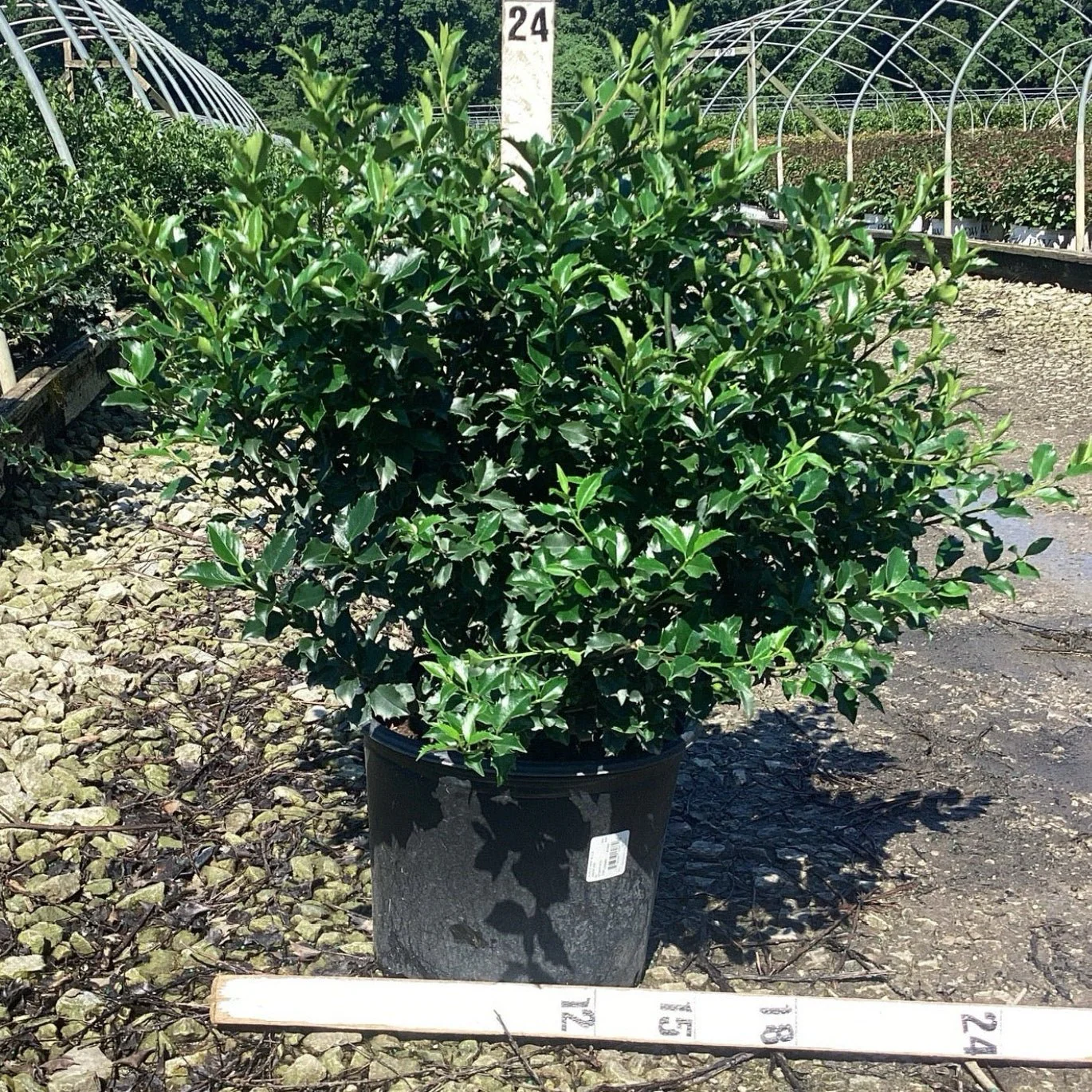 Blue Princess Holly - Image 8