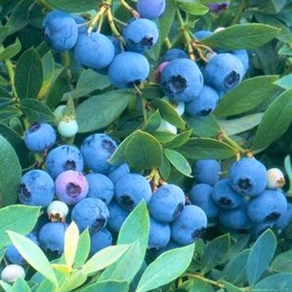 Sunshine Blue Blueberry Bush - Image 4