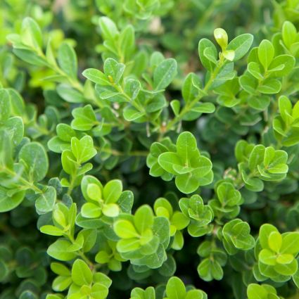 Baby Gem™ Boxwood - Image 3
