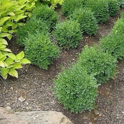 Green Velvet Boxwood - Image 5