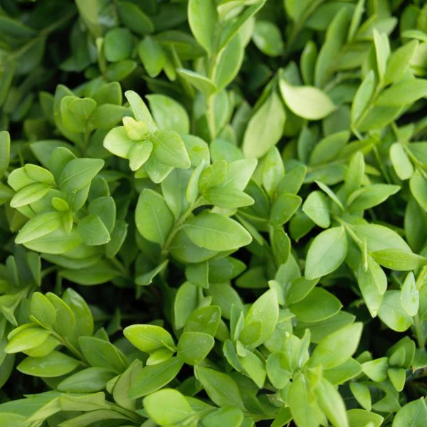 Green Velvet Boxwood - Image 6