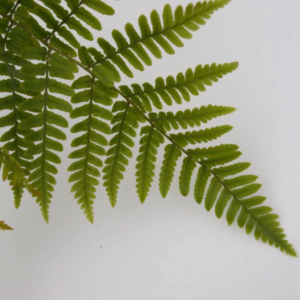 Brilliance Autumn Fern - Image 3