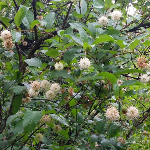 Buttonbush - Image 3