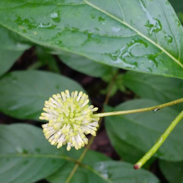Buttonbush - Image 5