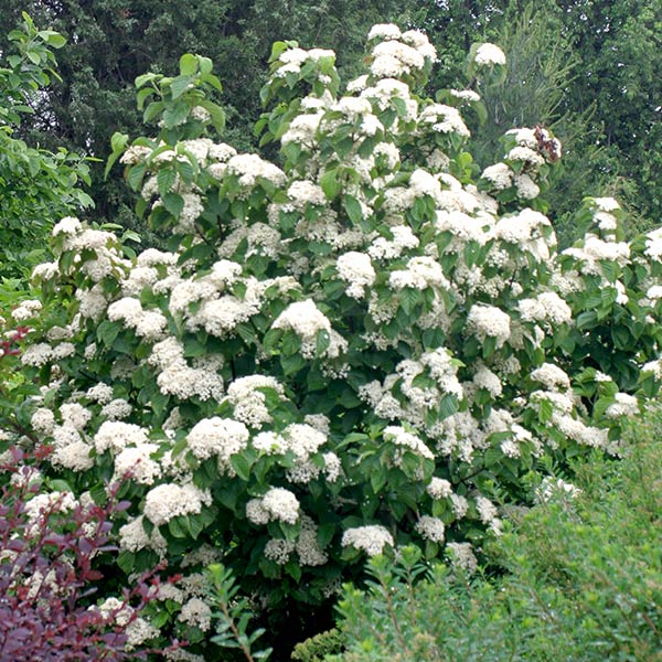 Cardinal Candy® Viburnum - Image 4