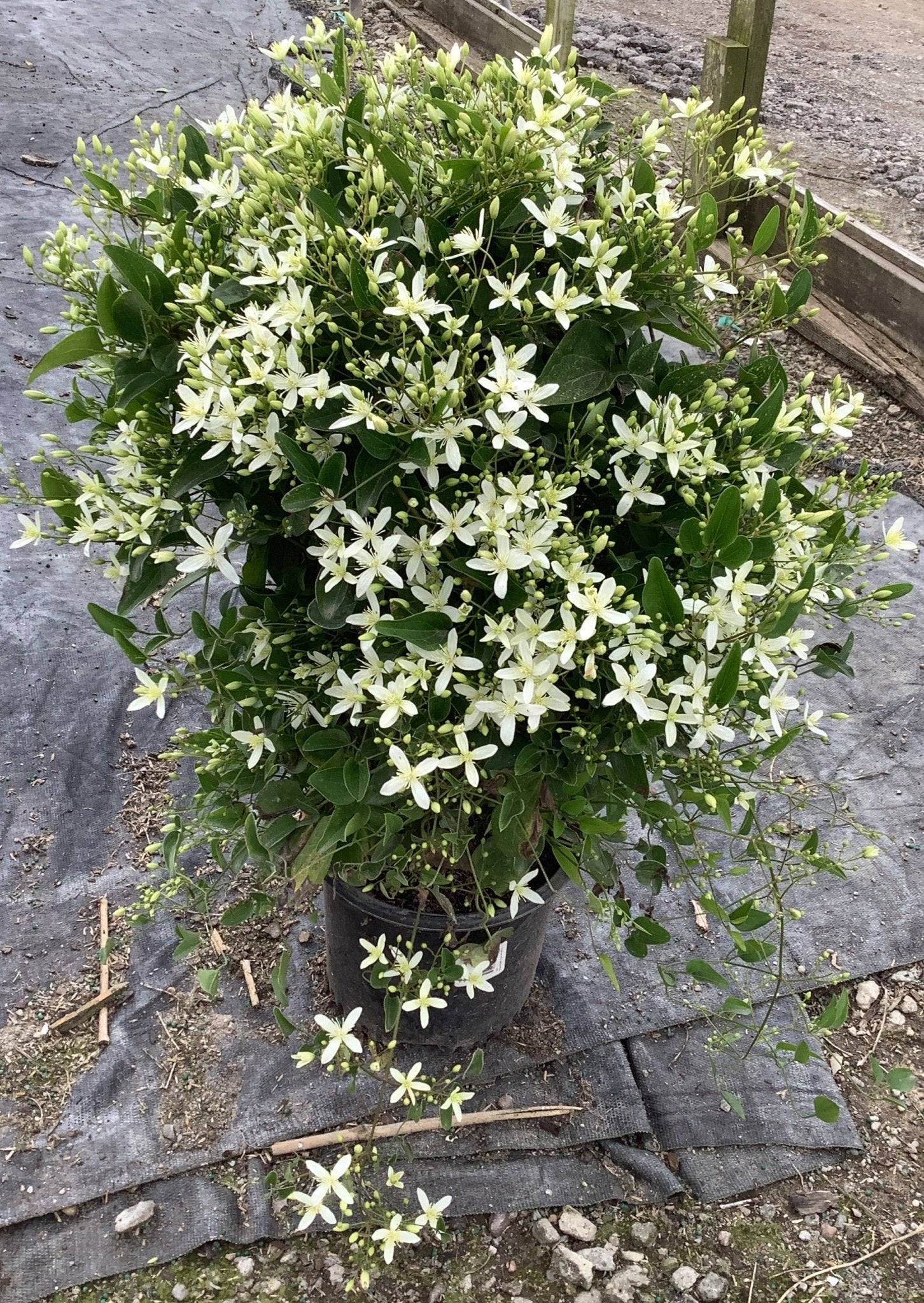 Sweet Autumn Clematis - Image 5