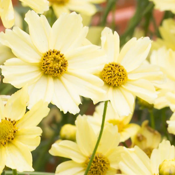 Creme Brulee Coreopsis - Image 3