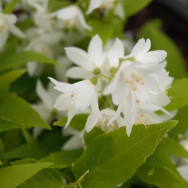 Chardonnay Pearls® Deutzia - Image 3
