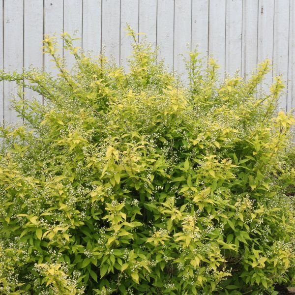 Chardonnay Pearls® Deutzia - Image 4