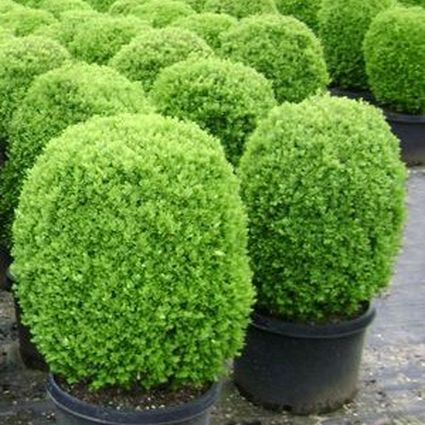Dwarf English Boxwood - Image 3