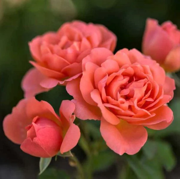 Sweet Fragrance Shrub Rose - Image 3