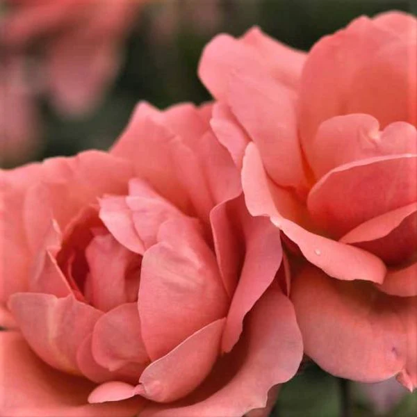 Sweet Fragrance Shrub Rose - Image 4