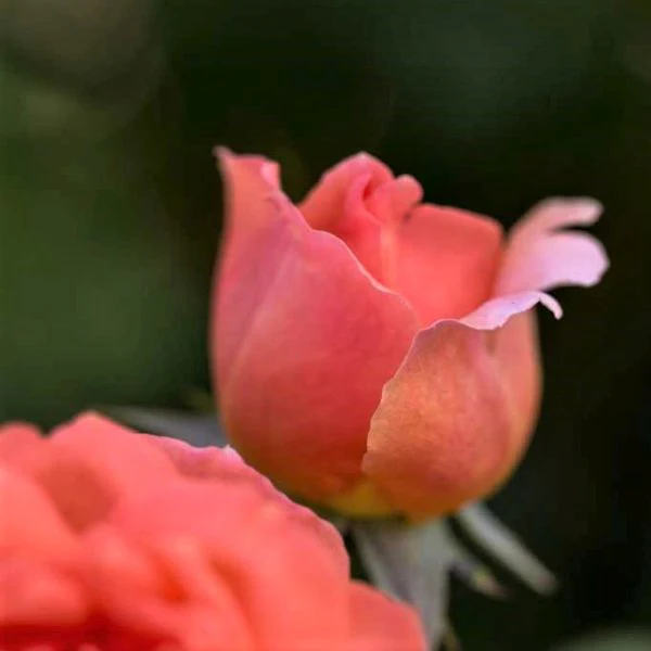 Sweet Fragrance Shrub Rose - Image 5