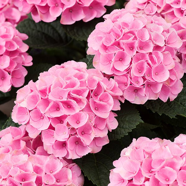 Elizabeth Ashley™ Bigleaf Hydrangea - Image 3