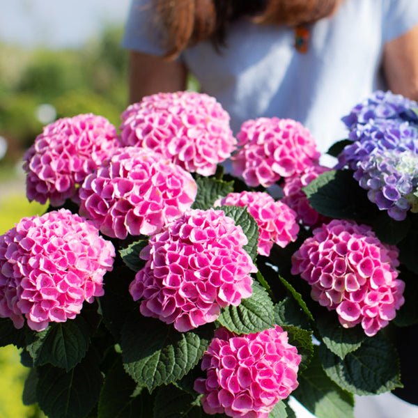 Elizabeth Ashley™ Bigleaf Hydrangea - Image 4