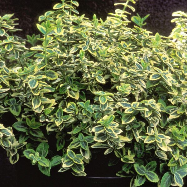 Emerald 'N Gold Wintercreeper Euonymus - Image 3