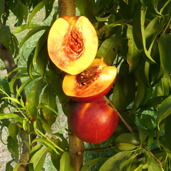 Fantasia Nectarine Tree - Image 3