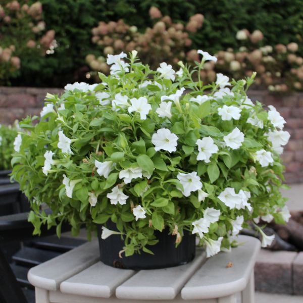 Firefly Petunia - Image 4