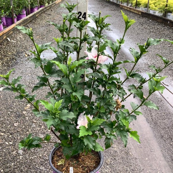 Fiji™ Rose of Sharon - Image 4