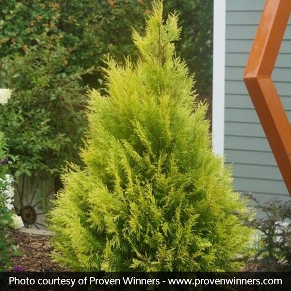Fluffy® Western Arborvitae - Image 4