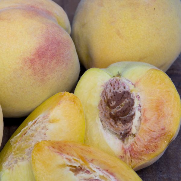 Golden Jubilee Peach Tree - Image 3