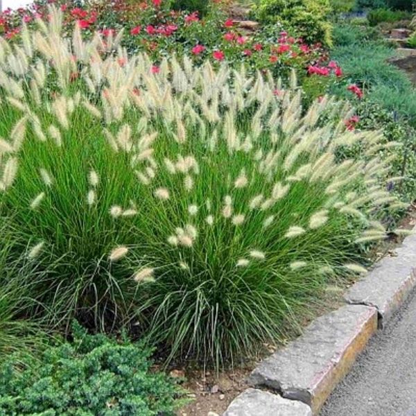 Dwarf Fountain Grass - Image 4