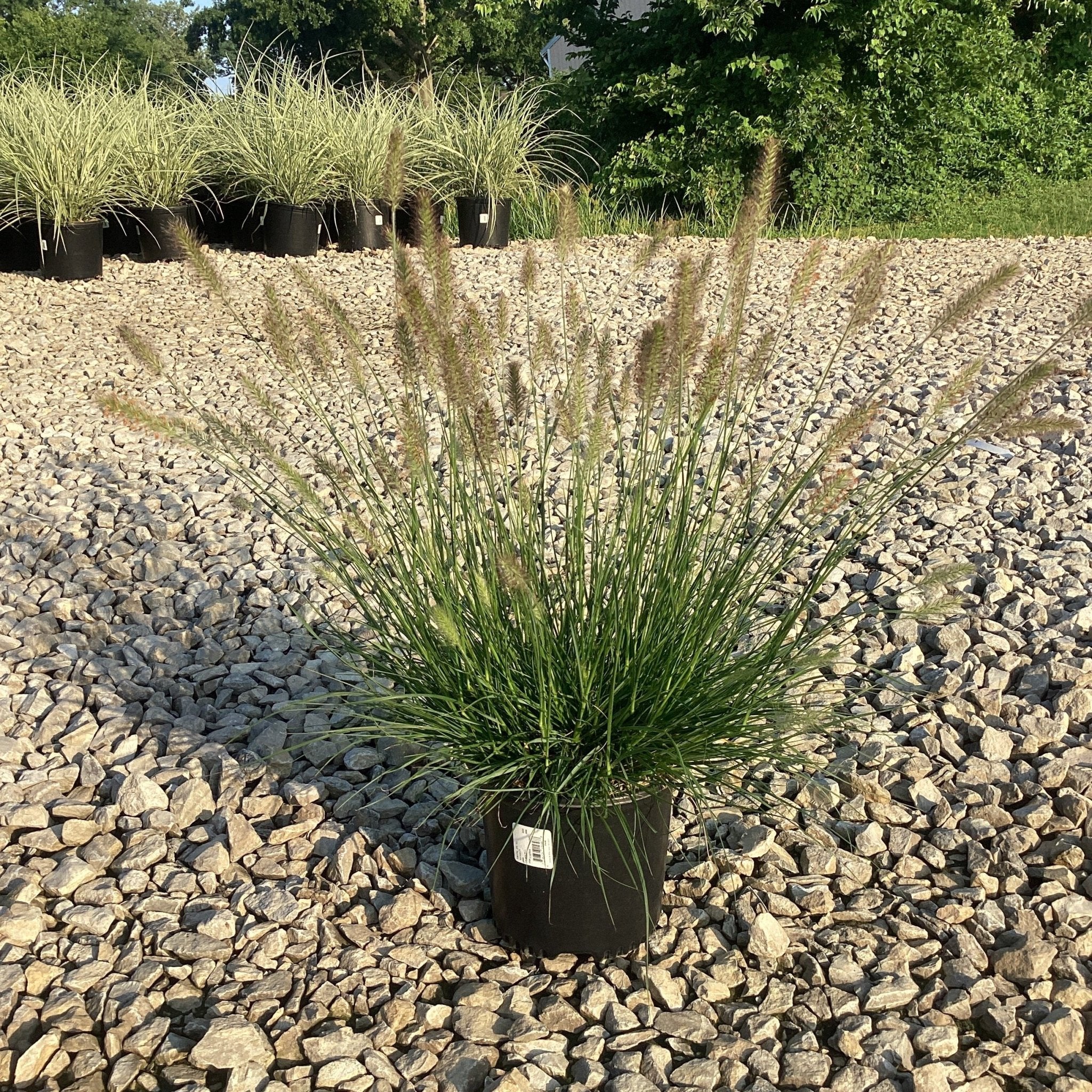 Dwarf Fountain Grass - Image 5