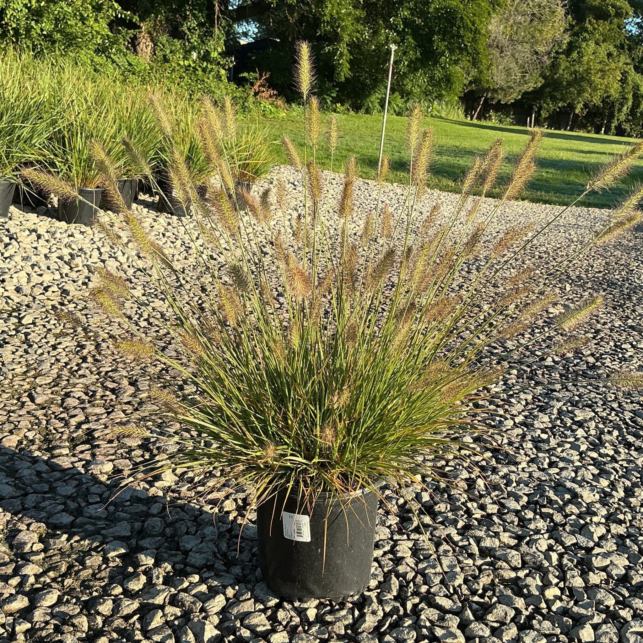 Dwarf Fountain Grass - Image 6