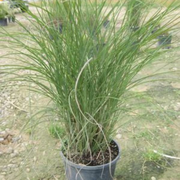 Maiden Grass - Image 3