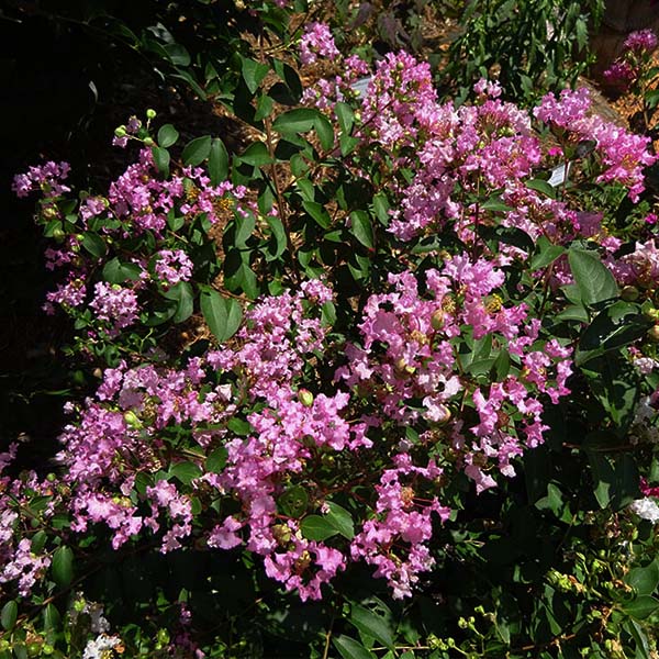 Cotton Candy Crape Myrtle Shrub - Image 3