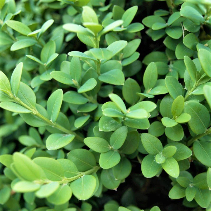 Green Mountain Boxwood - Image 6