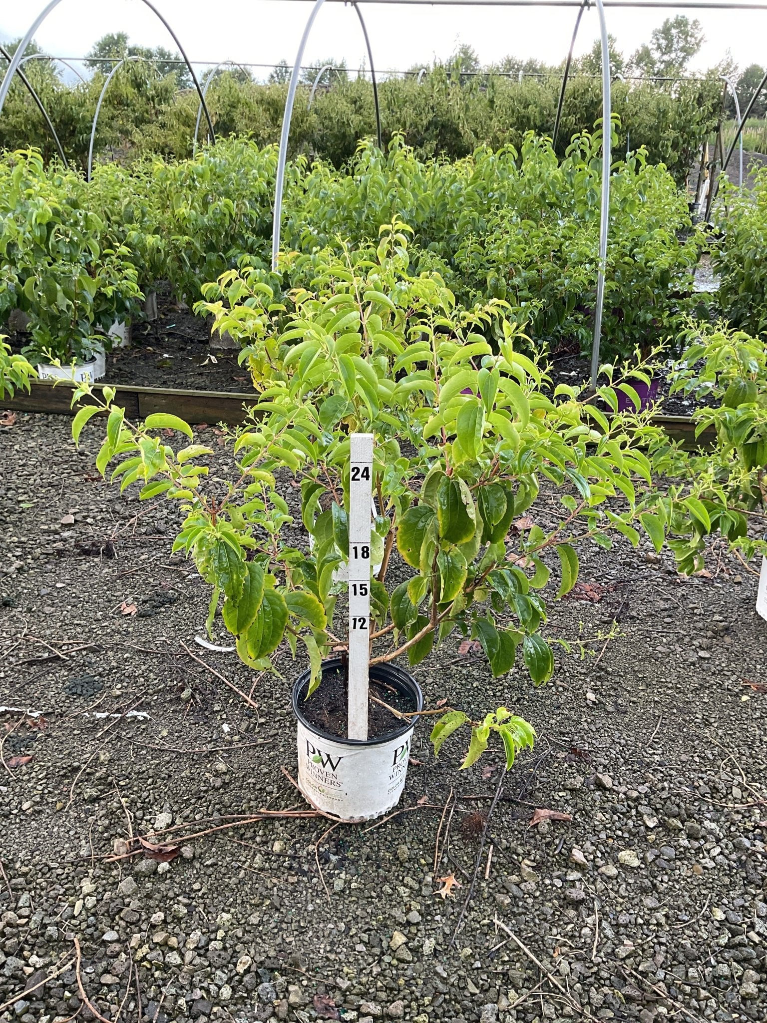 Temple of Bloom® Seven Son Flower Tree - Image 4