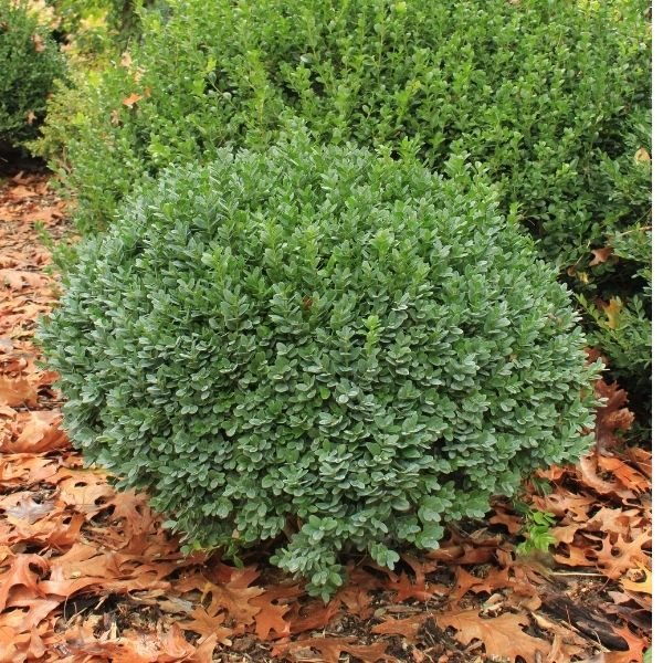 Dwarf Yaupon Holly - Image 3