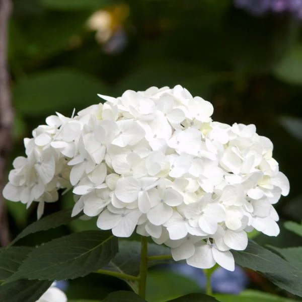 Endless Summer® Blushing Bride Bigleaf Hydrangea - Image 3