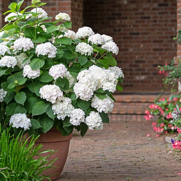 Endless Summer® Blushing Bride Bigleaf Hydrangea - Image 5