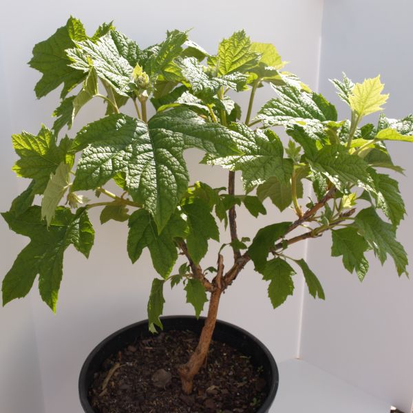 Ruby Slippers Oakleaf Hydrangea - Image 4