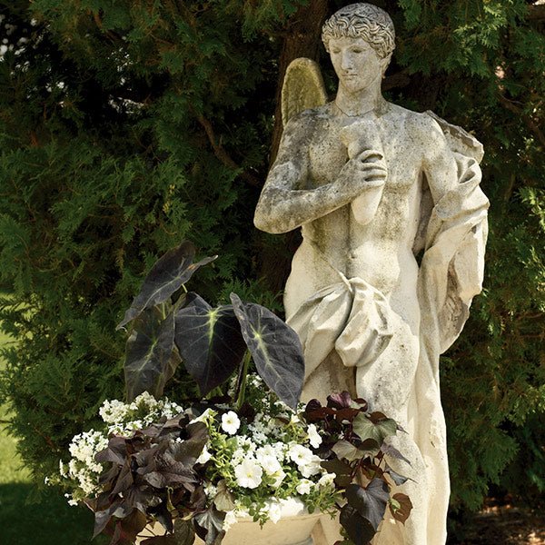 Illustris Elephant's Ear - Image 3