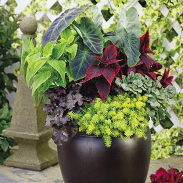 Illustris Elephant's Ear - Image 5